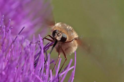 Réf. 237 151 : Bombylius sp.